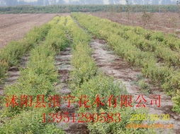沭陽縣淮宇花木 全面解析其他綠化苗木與花卉產品清單